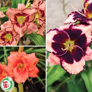 Reblooming Daylily Collection 2 Thumbnail